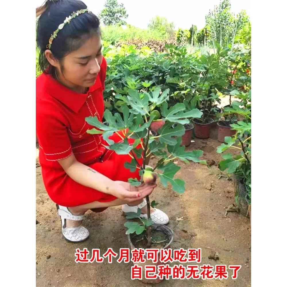 无花果树果苗特大果矮化带土南方北方种植果苗波姬红盆栽无花果苗-图3