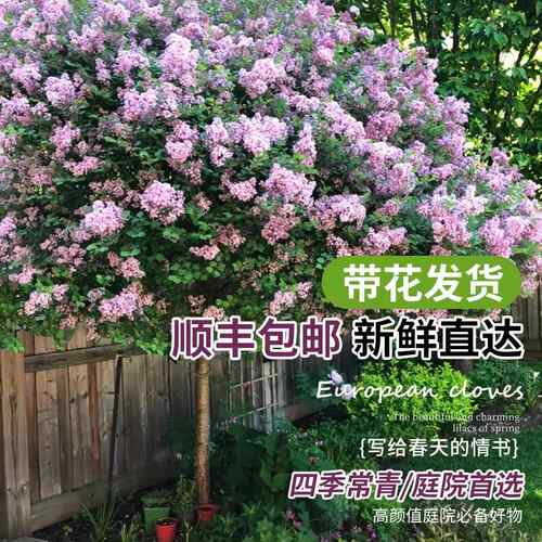 丁香花树苗浓香棒棒糖型花卉庭院别墅耐寒花园植物盆栽地栽风景树 - 图0