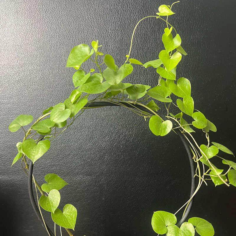 南非龟甲龙多肉植物室内仙人掌盆栽稀有品种爬藤蔓块根带好一物拍,淘宝优惠券,粉丝福利购,淘宝优惠卷