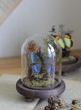 蝴蝶标本玻璃罩真蝴蝶标本覆古风植物标本干 干燥花装饰摆饰