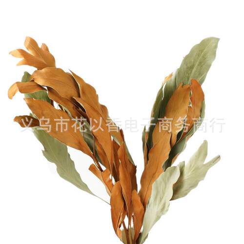 【双色银桦叶】进口干叶材干花束瓶插客厅装饰绿色黄色高级感插花 - 图3