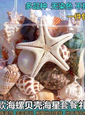 天然海螺贝壳海星珊瑚鱼缸水族装饰橱窗地台居家摆件儿童玩具礼物