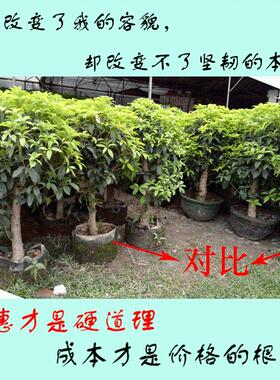 美植袋种植袋全新料加厚无纺布植树袋白色育苗袋布袋黑色大树移栽