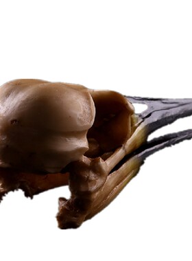 新款直销恐龙鸟头骨树脂骷髅头工艺品居家摆件动物头骨学生课堂科