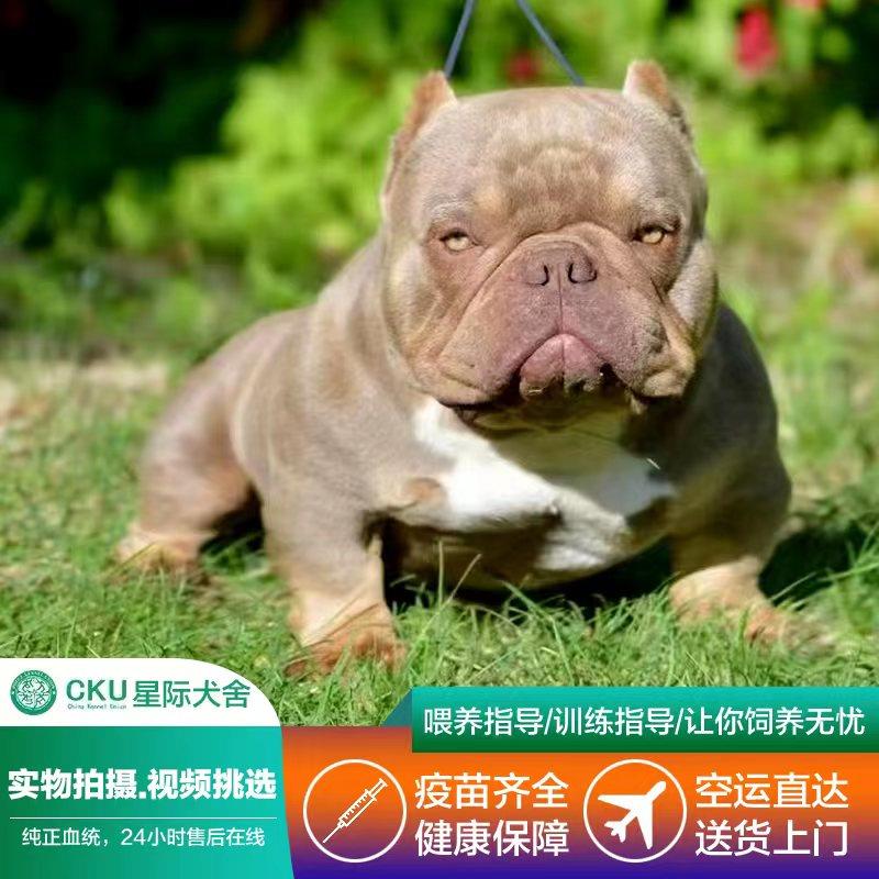 美国恶霸犬幼犬纯种赛级双血统丁蓝体蛤蟆体中型犬仔宠物狗狗活物 - 图1