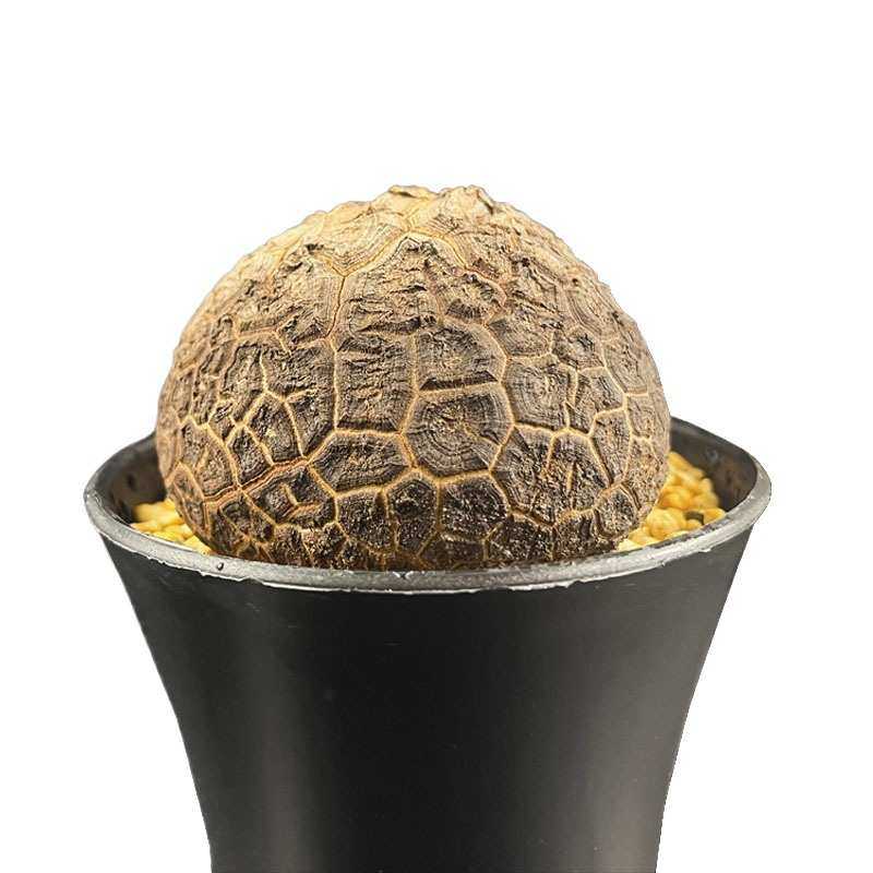 南非龟甲龙多肉植物室内仙人掌盆栽稀有品种爬藤蔓块根带好一物拍,淘宝优惠券,粉丝福利购,淘宝优惠卷