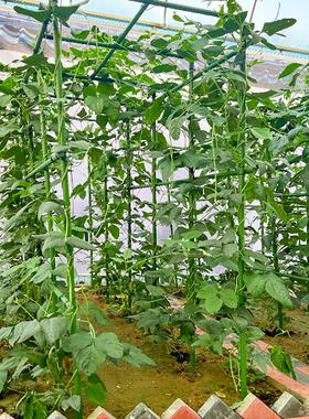 爬藤架葡萄攀爬杆黄瓜丝瓜豆角架种菜支架庭院园艺花卉植物支撑杆