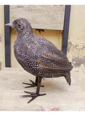 动物模型仿真鹧鸪小鸟喜鹊泡沫羽毛工艺品摄影道具场景装饰包邮