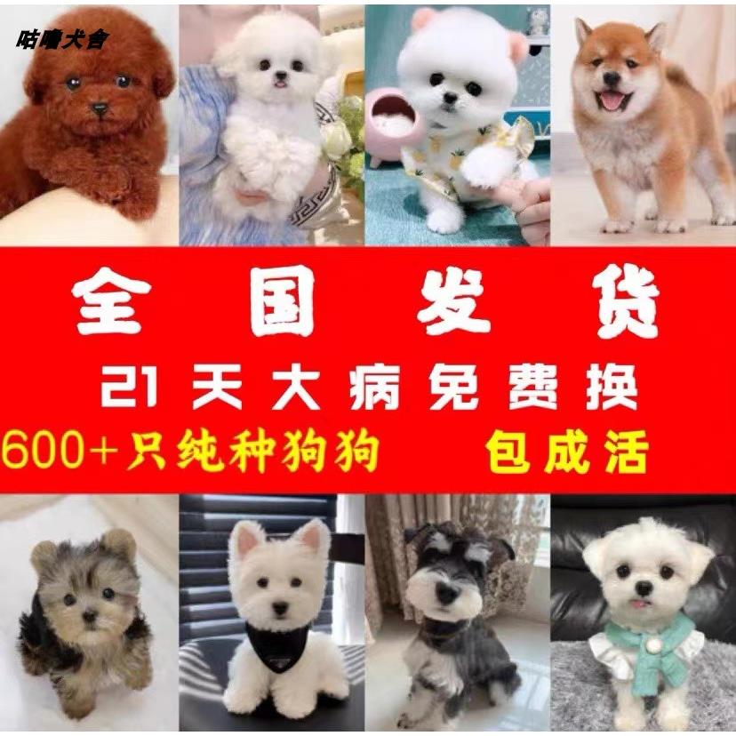 拉布拉多金毛博美阿拉斯加柴犬柯基萨摩犬约克夏泰迪幼犬宠物狗狗 - 图3