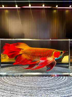 高档内档雕客锦鲤水晶桌面礼摆件高轻奢厅电视柜玄关装饰送物寓意