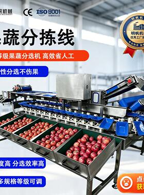 西红柿地瓜重量分选机土豆鸡蛋自动分级设备苹果清洗称重分选包装