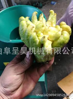 呈昊香橼佛手切片机质量好耐用大料口立式魔芋切片机直销云南