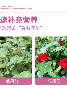 月季玫瑰营养液家用养花专用免稀释营养液花肥料液体肥含微量元素