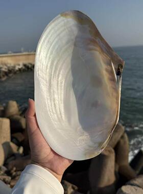 天然大珍珠蚌壳超大贝壳拍摄道具海螺鱼缸造景装饰摆件果盘餐盘