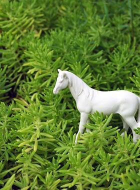 白马园林景观园林盆景微型景观苔藓绿色植物假山奇石饰品中国家居