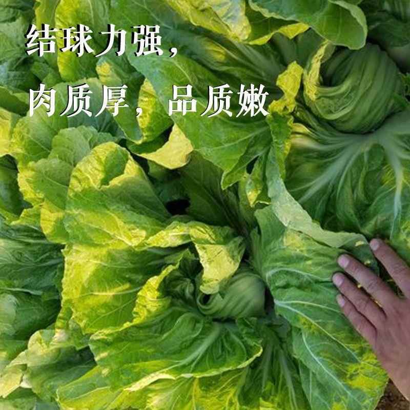 包心芥菜种籽大肉卷心芥菜种子水咸菜盖菜包四季播春秋季蔬菜种孑 - 图3