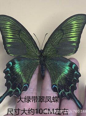 真实蝴蝶标本已展翅 绿带翠凤蝶 昆虫甲虫幼儿园教学科普生日礼物