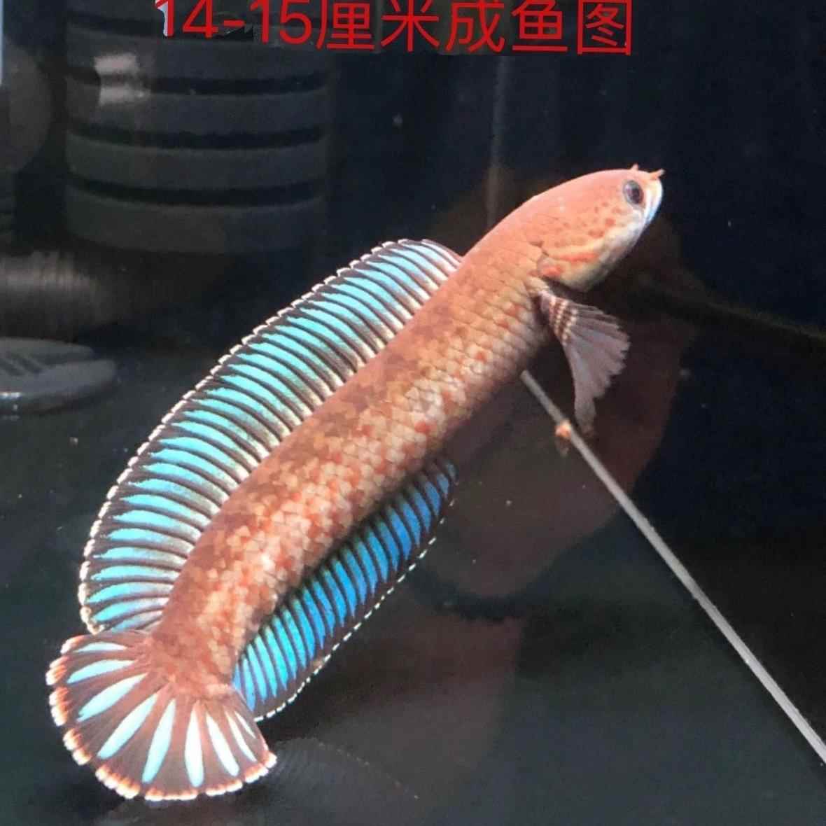 凶猛奶茶雷龙鱼肉食猛鱼观赏鱼小型雷龙鱼阿萨姆蓝帆七彩雷龙鱼-图1