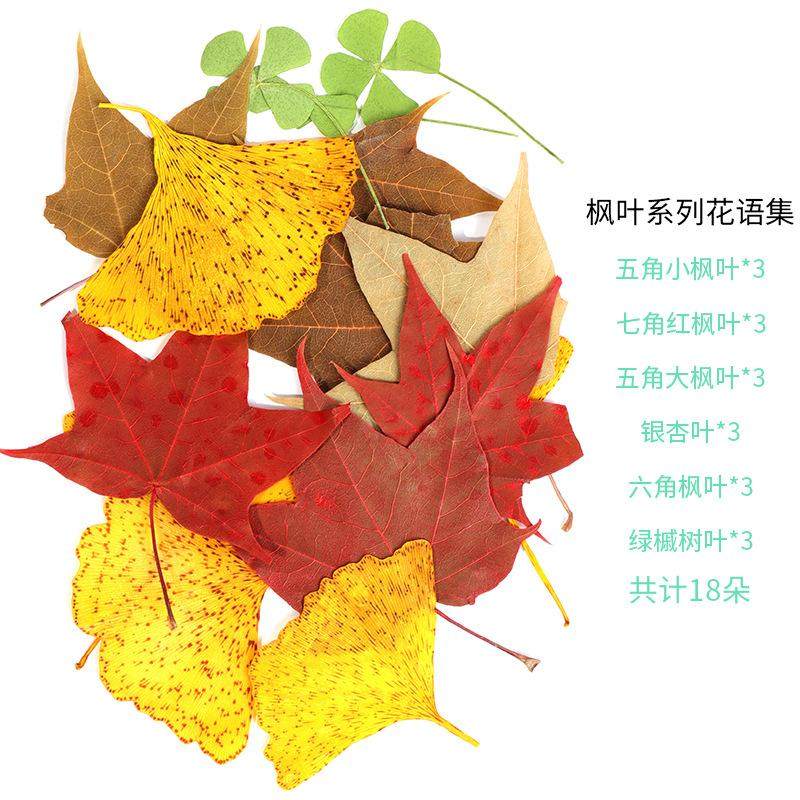 树叶粘贴画枫叶幼儿园标本手工diy梧桐叶银杏叶压花植物书签叶子,淘宝优惠券,粉丝福利购,淘宝优惠卷