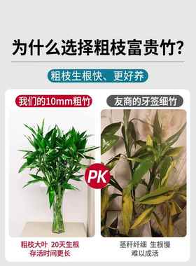 富贵竹水培植物发财树带根客厅