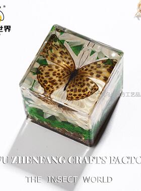 四季爆款真实动物标本独特昆虫摆件幼儿园观察物微景观摆件礼品