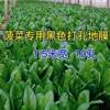 Perforated mulch film, agricultural film, black weed-killing film, silver-black reflective vegetable film, special film for onions, lettuce and onions