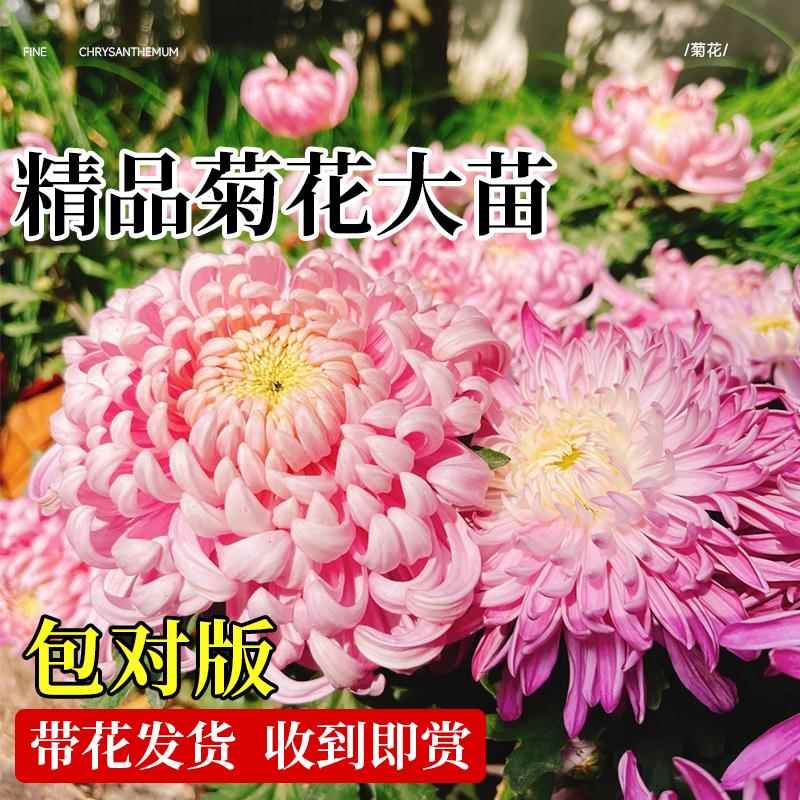 荷兰菊花苗四季种植菊花苗雏菊盆栽室内外阳台好养活绿植花卉秋菊 - 图0