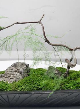 新中式木船入户玄关绿植摆件永生青苔干花玄关餐桌会议桌创意摆件