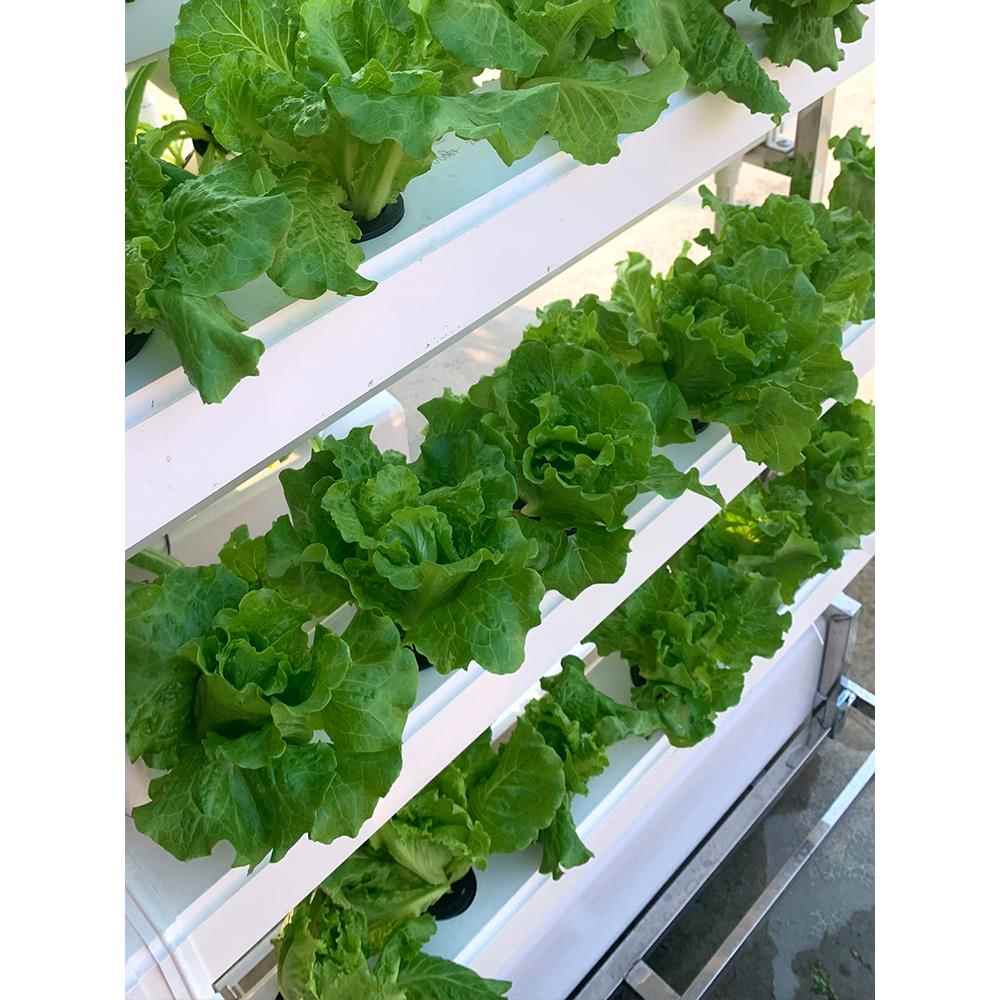 学校无土栽培蔬菜草莓种植双面垂直架水培设备阳台水耕多层种菜机 - 图0