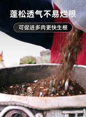 【买5斤送7斤】多肉专用颗粒土控型上色多肉土发根营养土控根透气