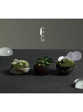 天青苔绿 玛瑙永TQMA0007苔会藓花艺青苔摆件制 定样板生间酒店所