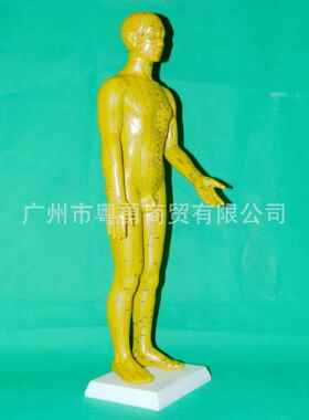 清晰中医经络男女人体模型人体经络模型铜人针灸穴位模型刻字小人