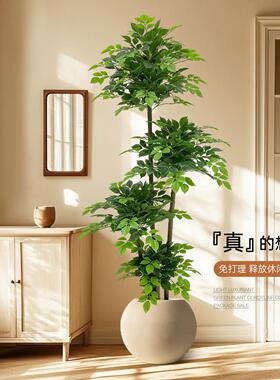 彷真绿色植物幸福树室内客厅沙发边落地装饰摆饰高级彷生绿色植物