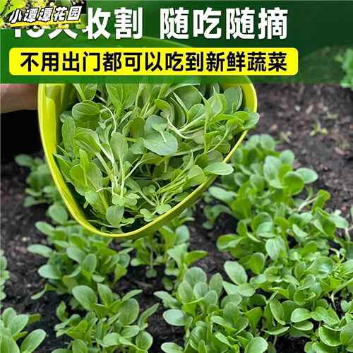 蔬菜大种秋叶菜四香葱季椒大叶菠菜大叶小菠茄菜香播盆大叶菠菜栽 - 图2