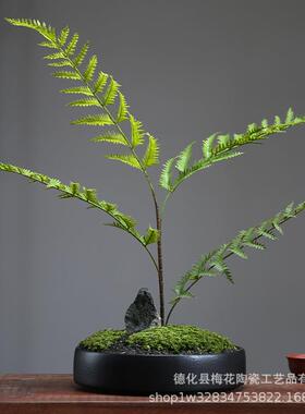 仿生植造景苔202060藓微景观蕨盆类植物栽盆绿景装饰室客厅新中式
