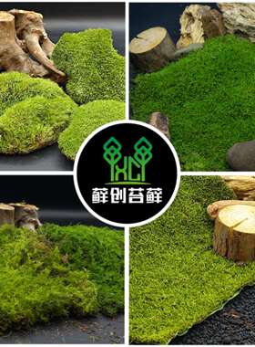 ?【藓创苔藓永生苔藓藓白发大灰藓大羽藓造小灰景铺Fh($p#g&面青