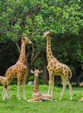 户外玻璃钢仿真长颈鹿雕塑小区草坪公园林景观装饰品大型动物摆件
