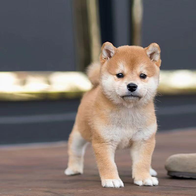 日本柴犬幼崽宠物狗小狗秋田犬真狗小型犬柴犬幼崽活狗豆柴犬田园-图0