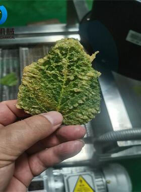 安徽特产香酥翠叶油炸机器 紫苏叶油炸设备 全自动桑叶上浆油炸线