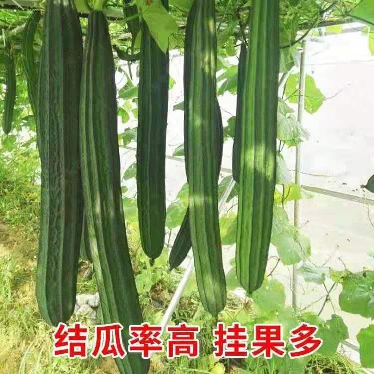 高产特长棱角丝瓜种子 大肉丝瓜 四季早熟棱瓜八角丝瓜菱角丝瓜种 - 图0