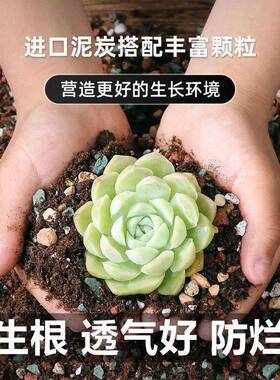 多肉颗粒土多肉专用营养土壤种植铺面火山麦饭石小苗成株老桩多肉