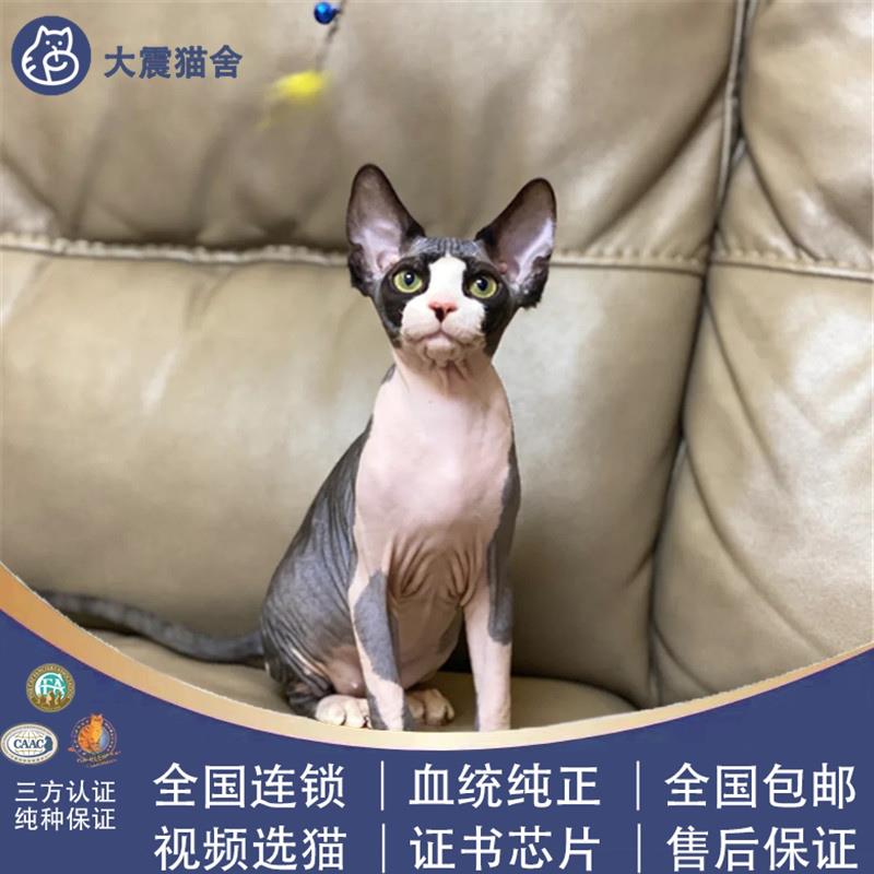 加拿大无毛猫斯芬克斯黑白开脸黑皮蓝皮白皮无毛比鲁斯异瞳鸳鸯眼 - 图1