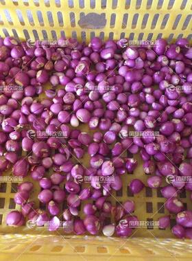 凤翔 工厂直销大蒜脱皮机蒜瓣去皮机干式环保蒜头脱皮机 供货商