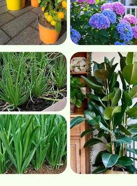 绿植营养液水溶肥植物盆栽水培营养液园艺用品预防黄叶叶面肥花肥