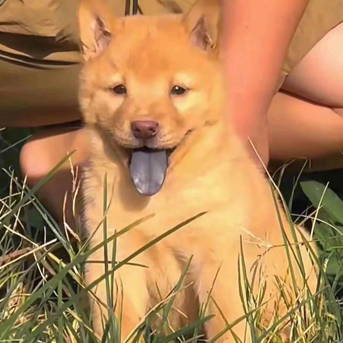 黄狗中华田园犬广西土猎狗黄色土猎犬黄狗猎犬大黄狗黄色土猎幼犬-图1