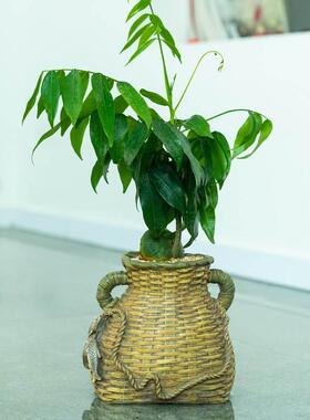 创意鱼篓造型花盆摆件田园家居多功能盆栽工艺品装饰