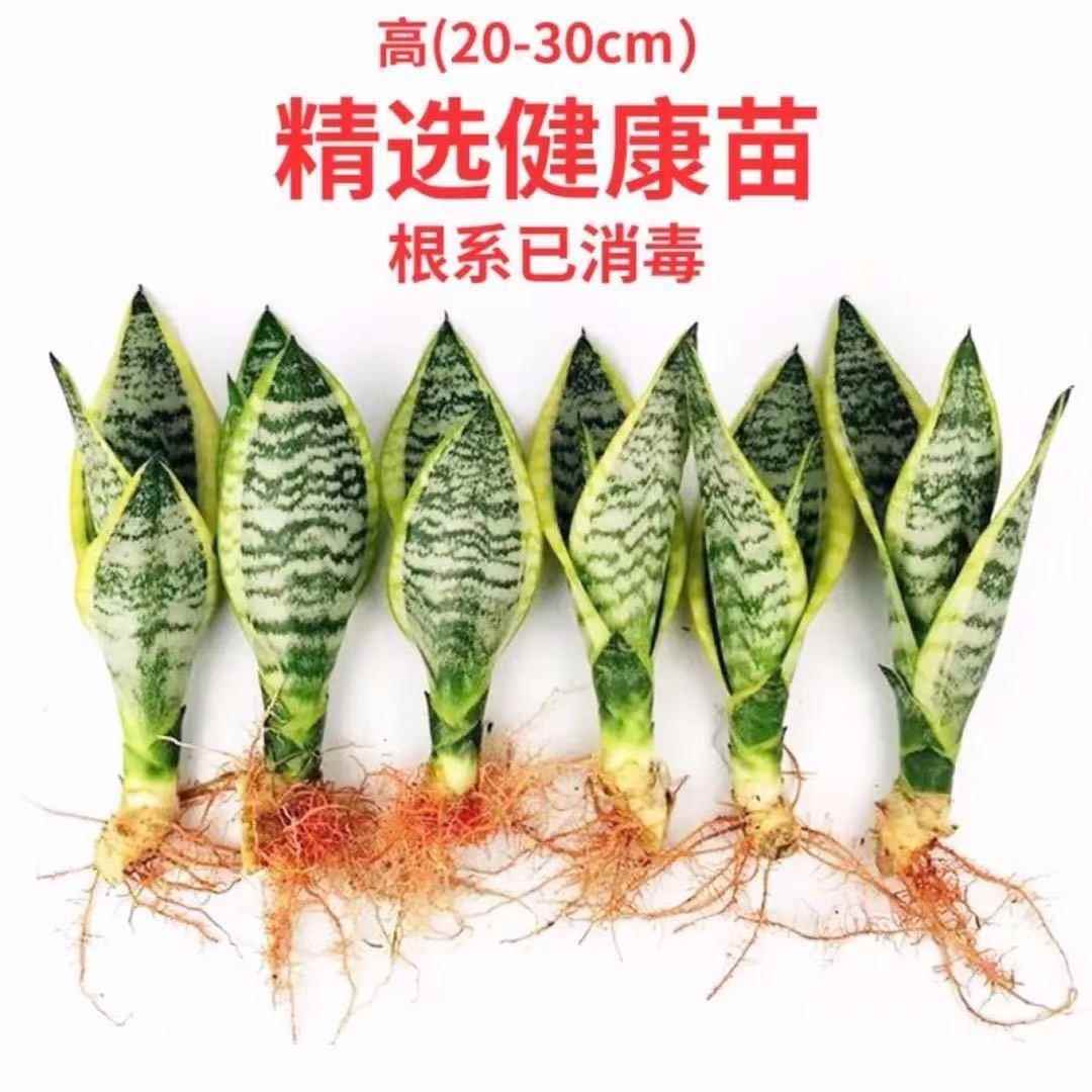 金边虎皮兰盆栽客厅室内植物去除甲醛矮脚白玉虎尾兰水培绿植花卉 - 图2