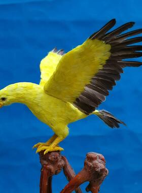 乞丐帮猎鹰模拟鹰黑鹰道具垂饰模拟鸟装饰Arknights灰色羽毛镇屋