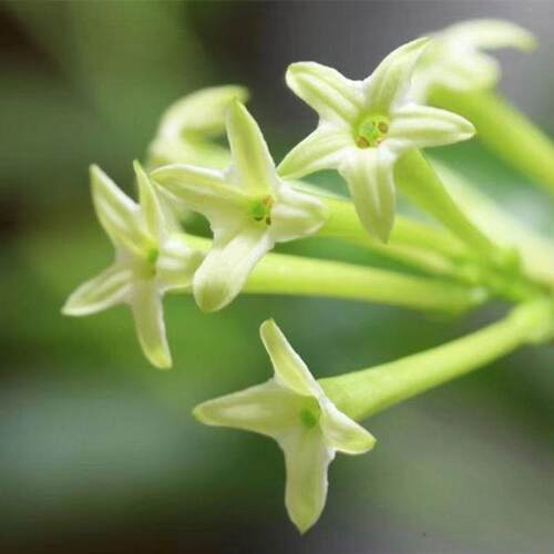 夜来香盆栽花苗带花苞阳台庭院老桩树苗四季浓香型花卉驱蚊草植物 - 图2