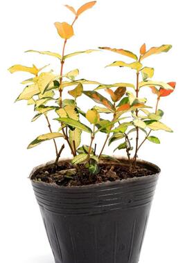 营养杯育苗杯营养钵育苗盆塑料加厚一次性营养袋育苗袋花盆大种植